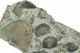 Fossil Brachiopod Plate (Multiple Species) - Indiana #325693-1